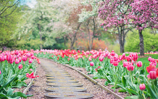 Preparing Your Patio Flowers for Fall