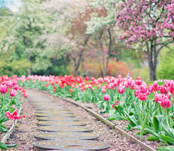 Preparing Your Patio Flowers for Fall