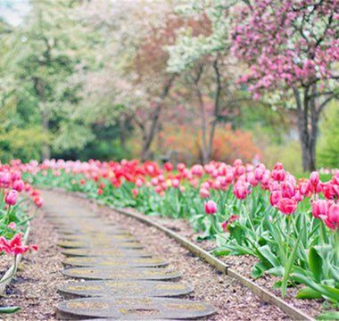 Preparing Your Patio Flowers for Fall