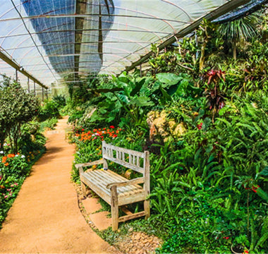 Green Houses for the Fall